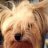 Dan_Ashley