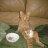 Shandycat