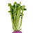 Turnip