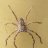 Isopedella