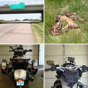 deer hit