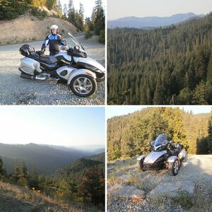 Redwoods 2011