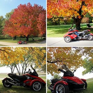 Fall Spyder