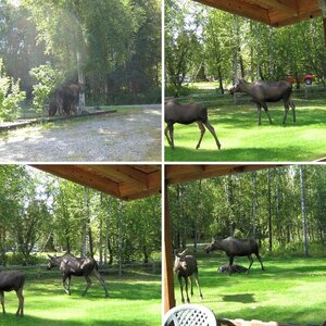 2015 Alaska Album