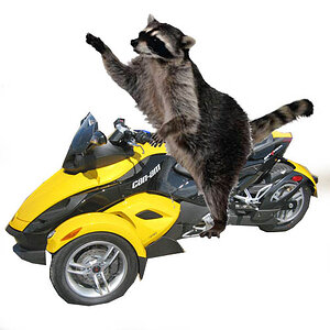 coonspyder