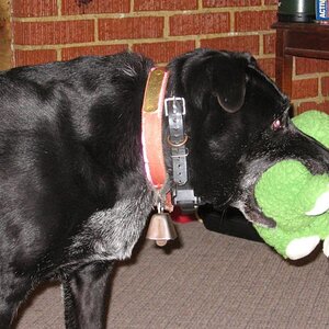 mmm...froggy!