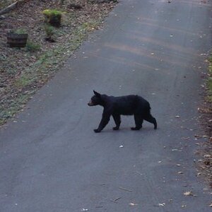 smokies 08