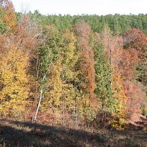 State Forest view