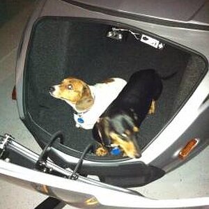 Doggies