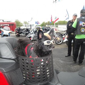 Spyderfest 2911 - Teddy is in the house