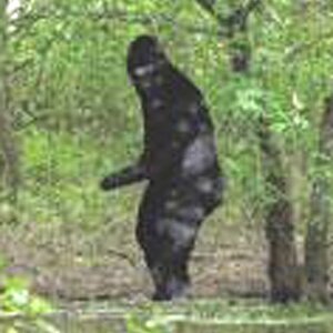 bigfoot2