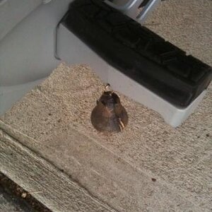 Her Bell