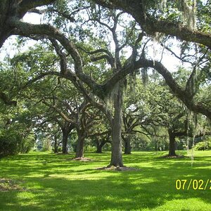 Trees galore.