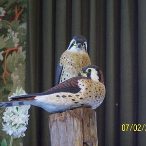 Birds.