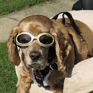 murphygoggles
