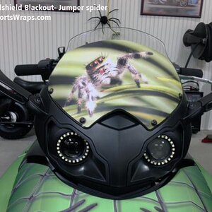 jumper spider -