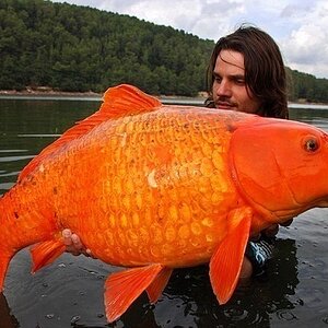 15kg Fish