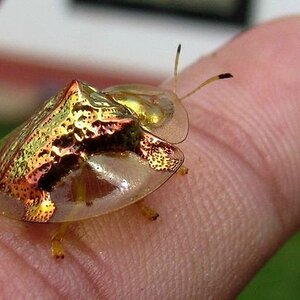 Charidotella sexpunctata