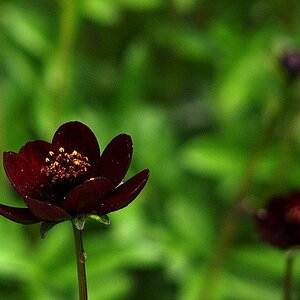 Chocolate Flower