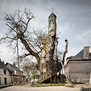 OakTree