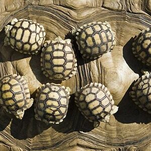 Turtles