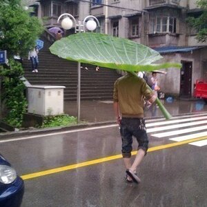 Umbrella