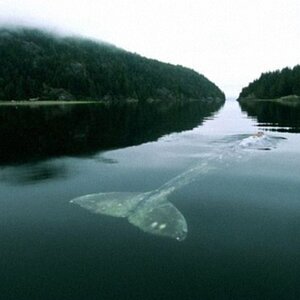 Whale