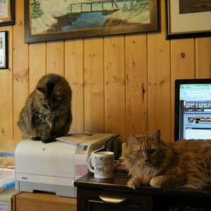 Sammy & Cinnamon