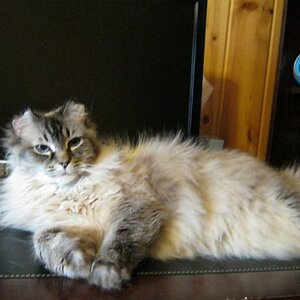 The Princess