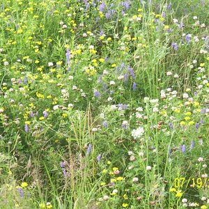 Wild flowers.