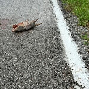 Armadillo