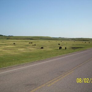 Bison