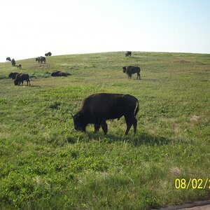 Bison