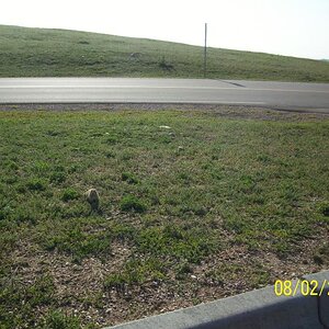 Prairie dog town.