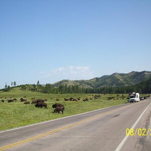 Bison.