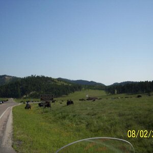 Bison