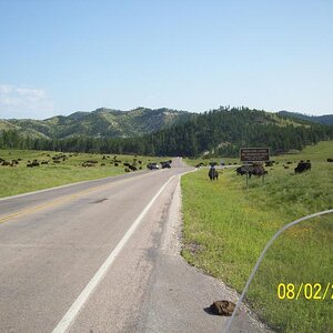 Bison.
