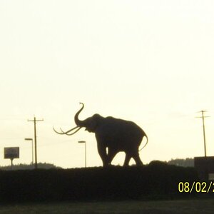 Our mammoth neighbor.