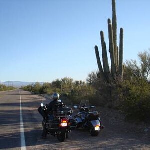 cactus