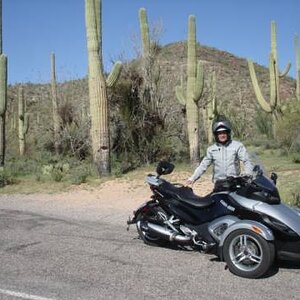 Saguaro cactus