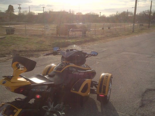 009 Live Animal (Caisson Horses)