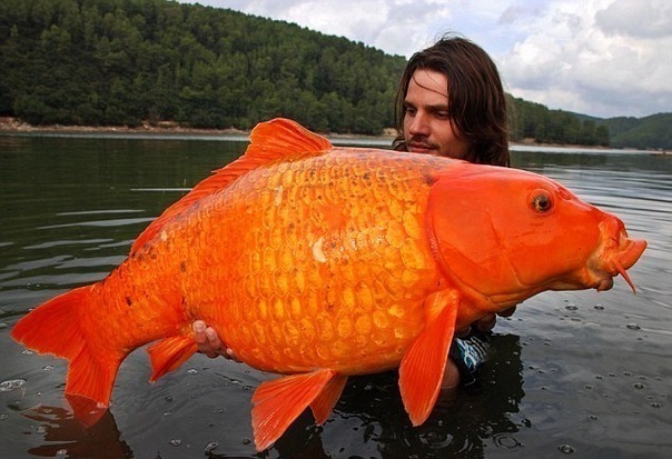 15kg Fish