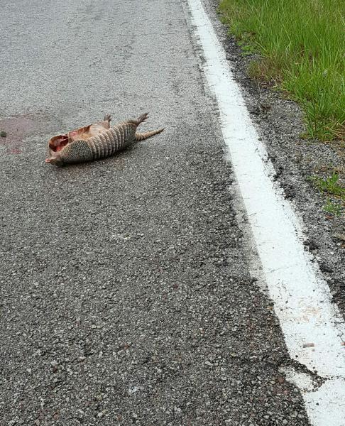 Armadillo