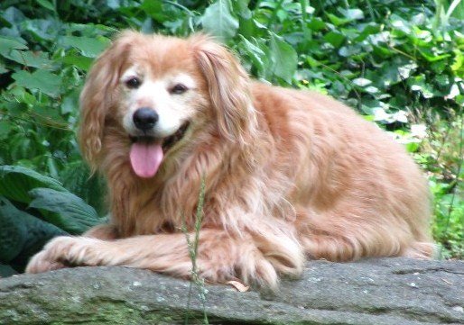 benjie J