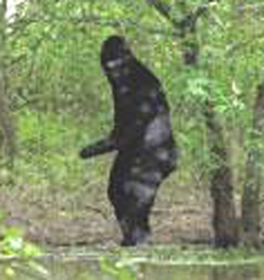 bigfoot2