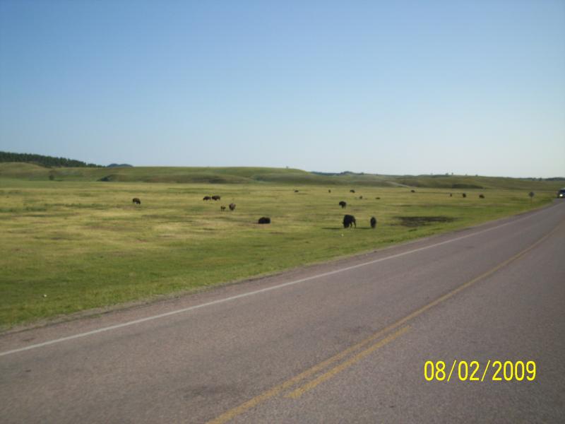 Bison