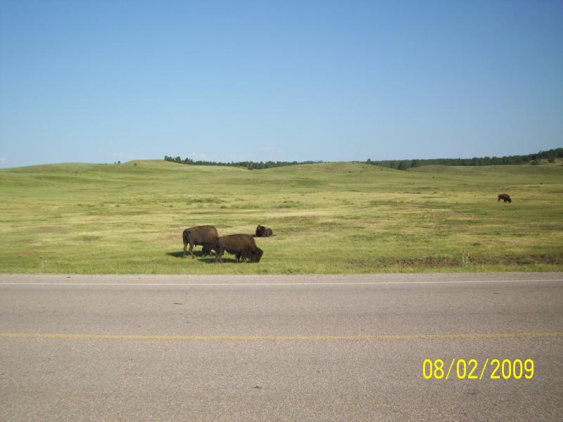 Bison