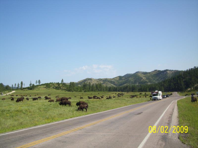 Bison.