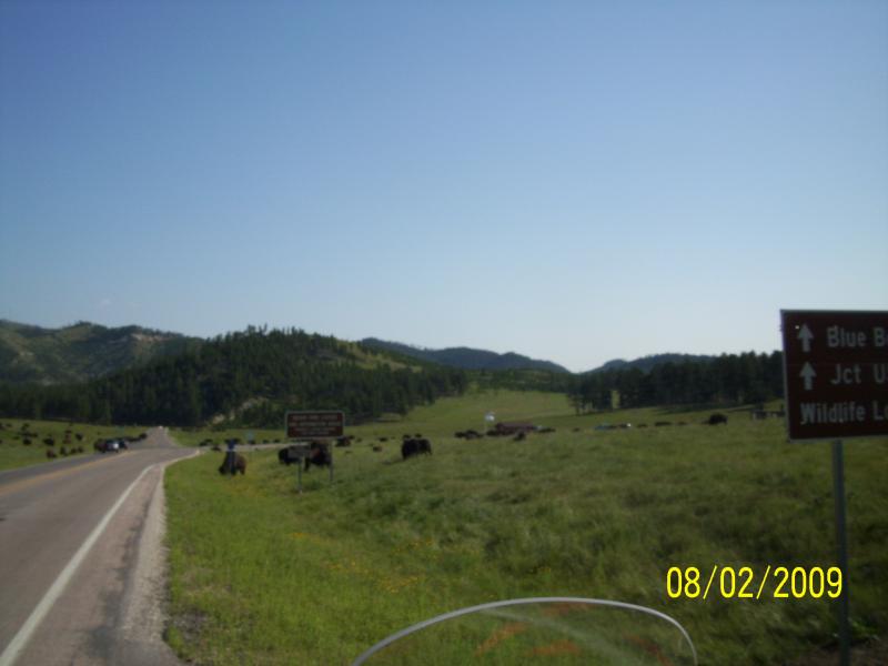 Bison