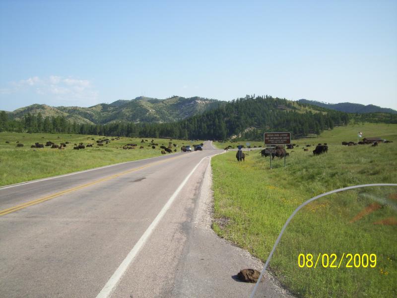 Bison.